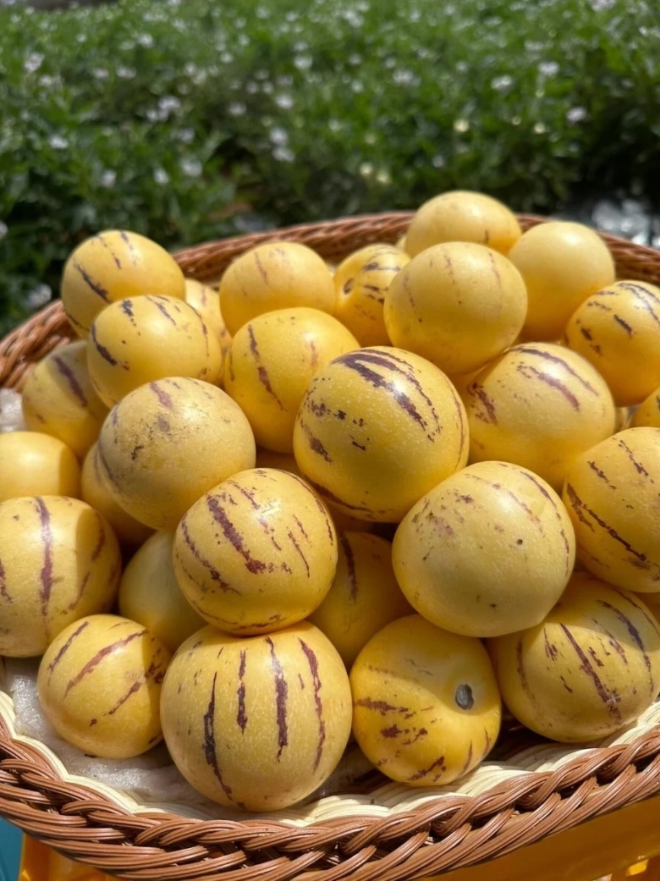 🍉🍇Отгледайте свой собствен рай от екзотични плодове! 🍑🍈 🥝