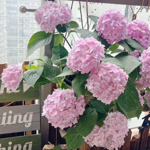 💙Семена от хортензия - Гигантски цветове, вие контролирате цвета