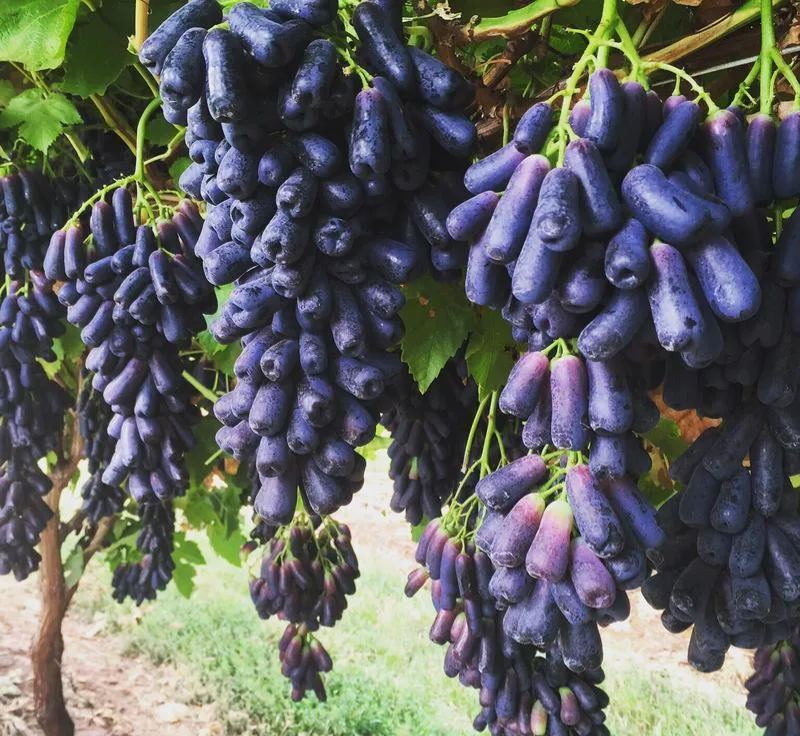 Seedless Sapphire Grapes Seeds