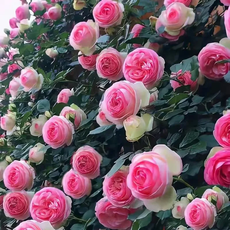 🌹 Popínavé růže · Bohatě kvetoucí popínavá odrůda Jedno semínko promění vaši zeď v romantický květinový vodopád 🌿✨