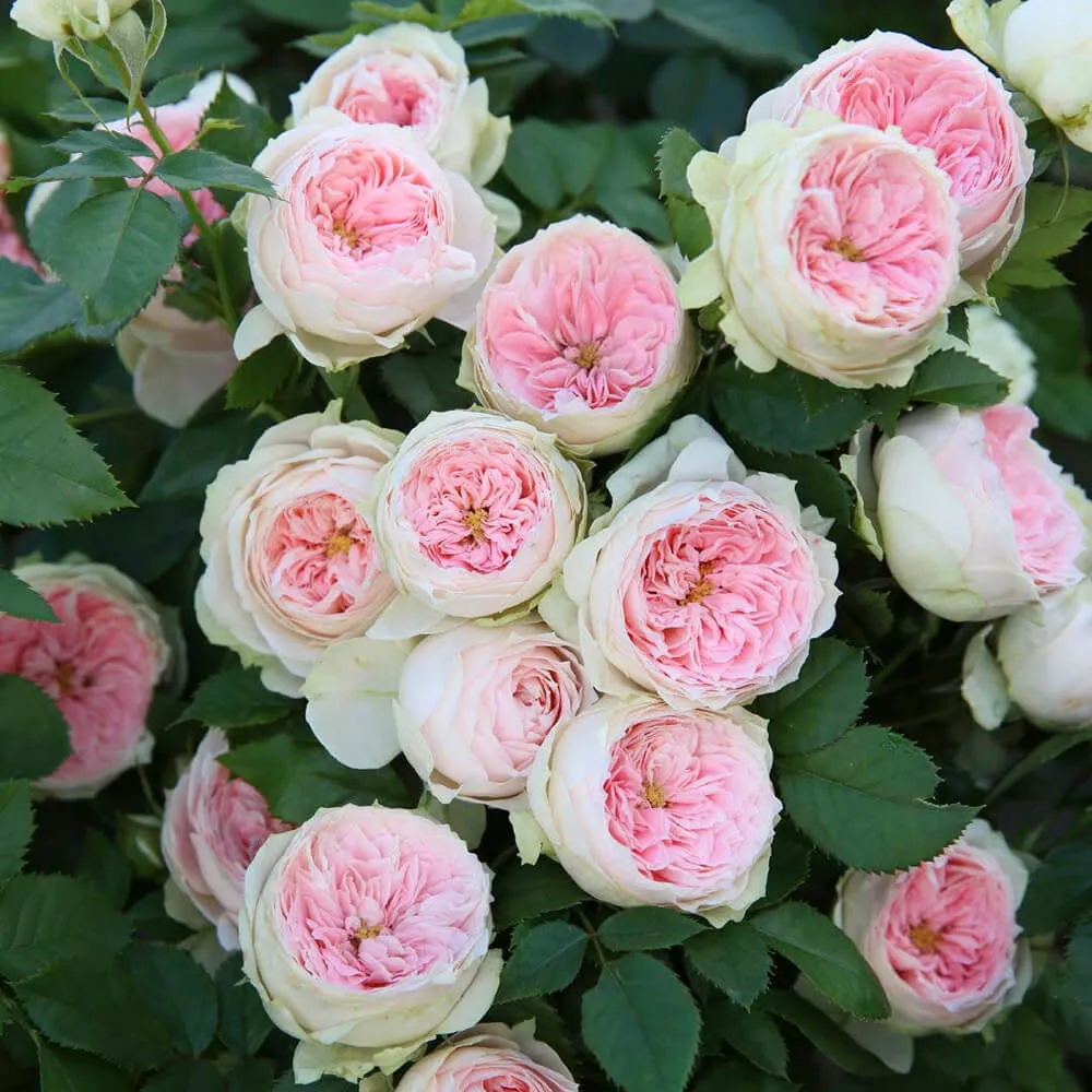🌹 Popínavé růže · Bohatě kvetoucí popínavá odrůda Jedno semínko promění vaši zeď v romantický květinový vodopád 🌿✨