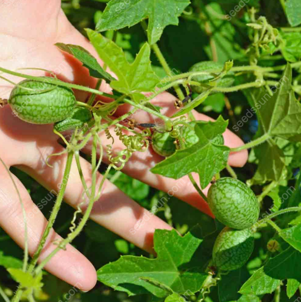 🍉 Mini melóny z Mexika – Chrumkavá pochúťka, ktorú si vypestujete sami!