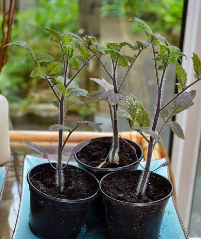 50/100 Organic Black Pearl Tomato Seeds, Heirloom, Non-GMO, Solanum Lycopersicum