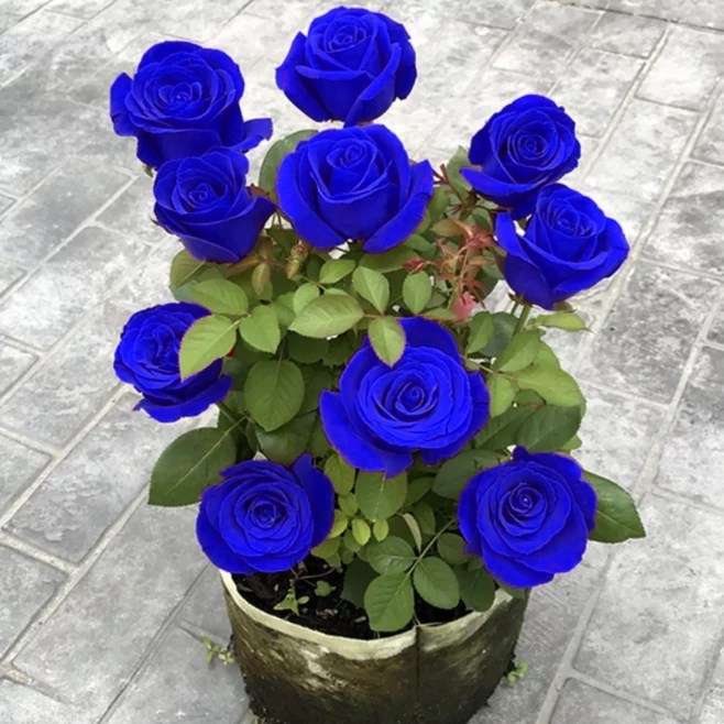 💙🌹✨ SEMENA RŮŽE BLUE ENCHANTRESS ✨🌹💙