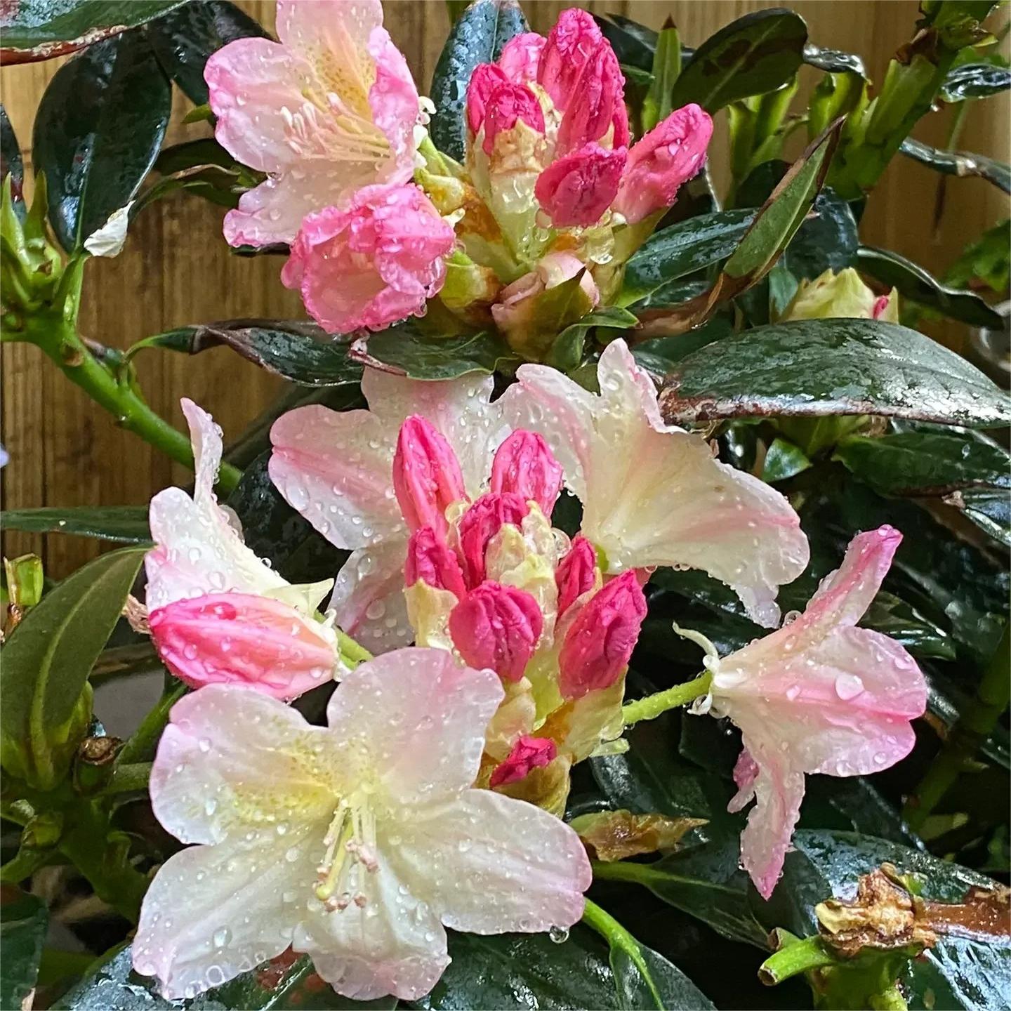 Alpine Azalea Seeds 🌸 Rare Species