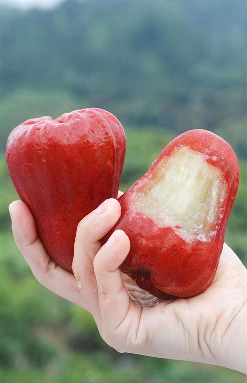 🏆Viac ako 65 000 predaných! Semená krvavej broskyne—💧„Minerálna voda zo stromu“!  Ochutnajte osviežujúcu chuť jambu (voskové jablko)! 😋