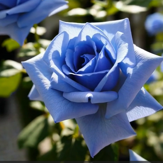 💙🌹✨ SEMENA RŮŽE BLUE ENCHANTRESS ✨🌹💙