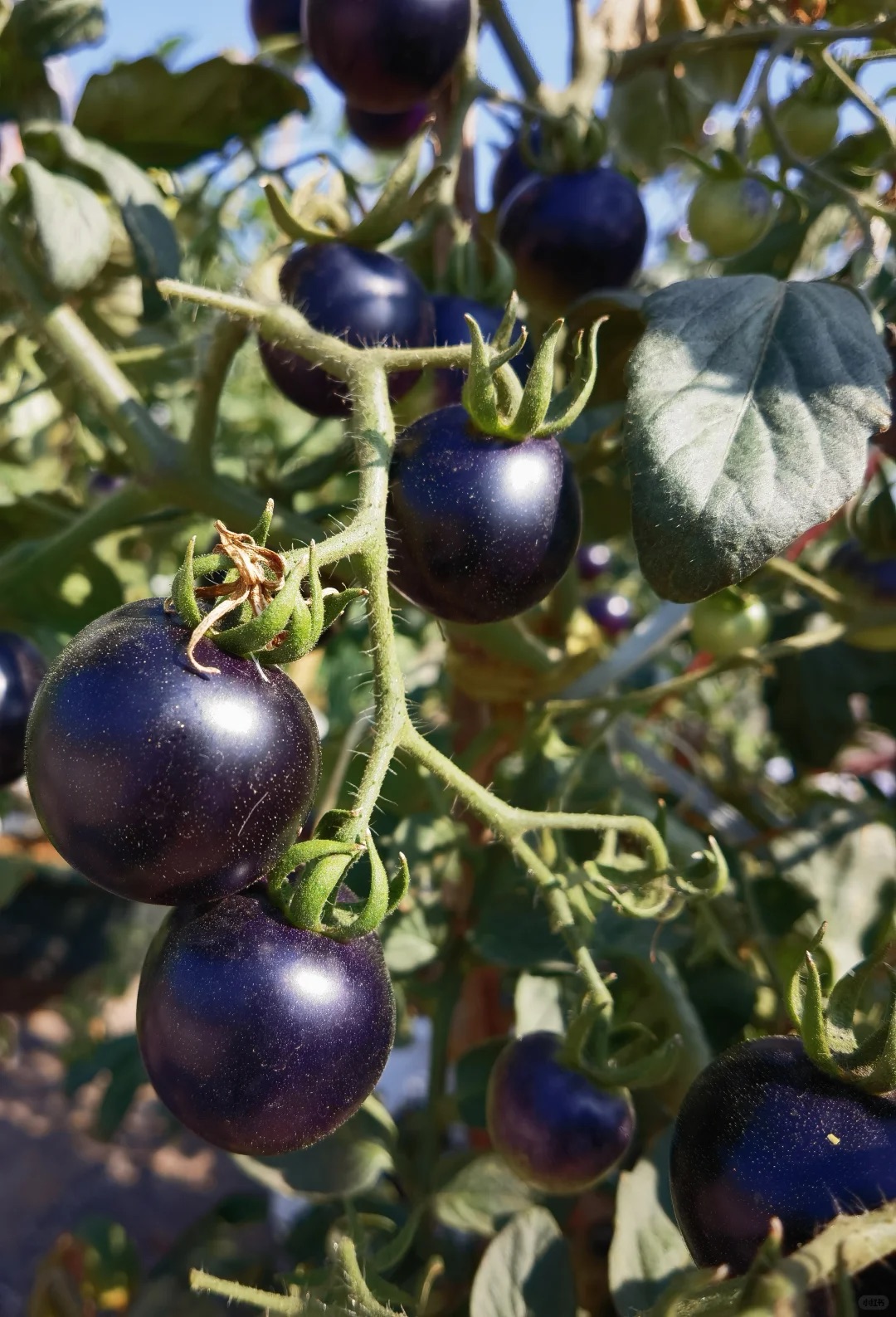 50/100 Organic Black Pearl Tomato Seeds, Heirloom, Non-GMO, Solanum Lycopersicum