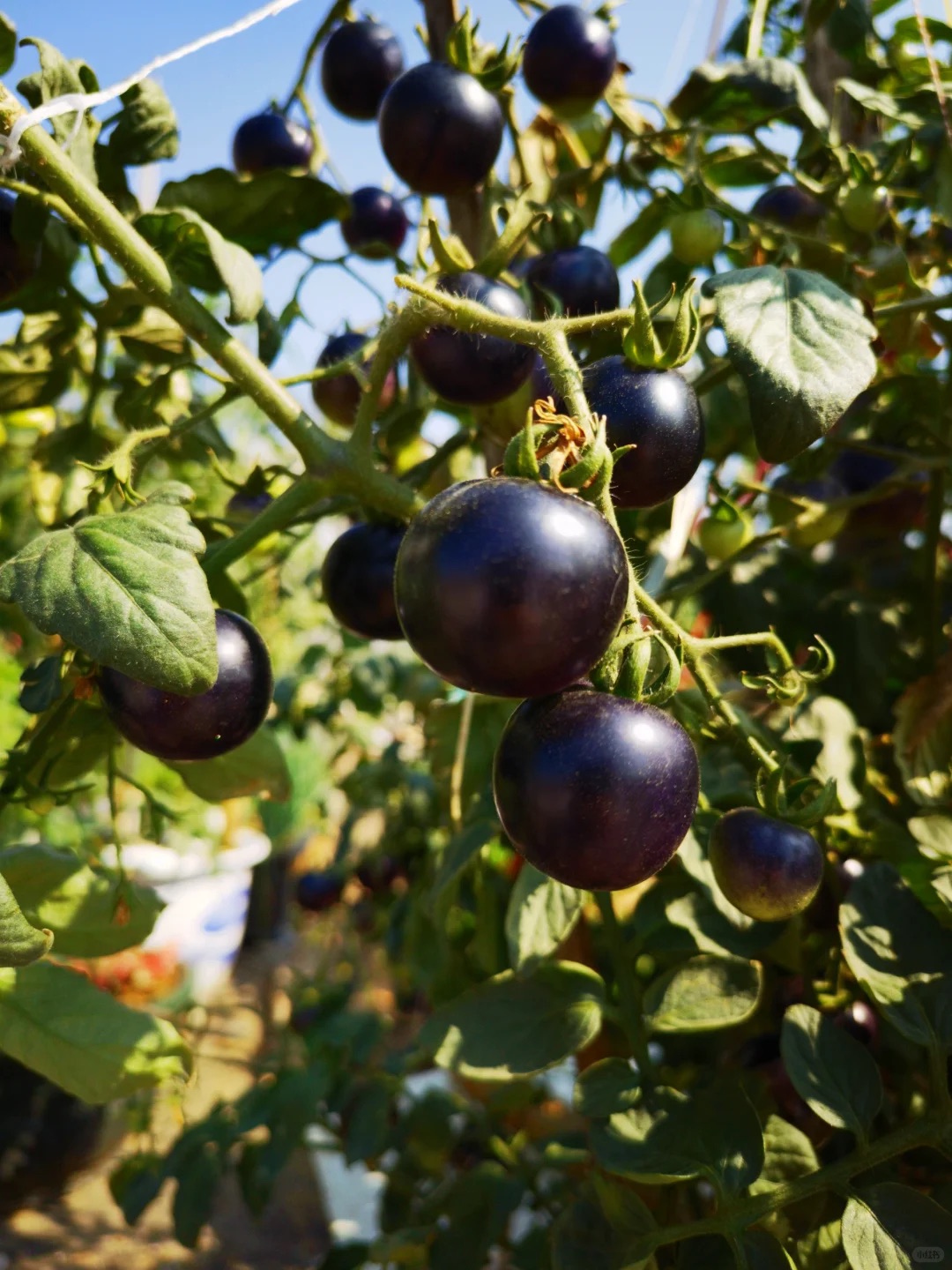 50/100 Organic Black Pearl Tomato Seeds, Heirloom, Non-GMO, Solanum Lycopersicum