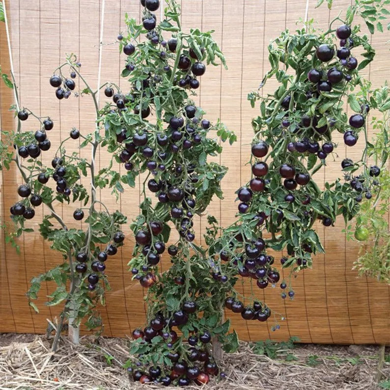 50/100 Organic Black Pearl Tomato Seeds, Heirloom, Non-GMO, Solanum Lycopersicum