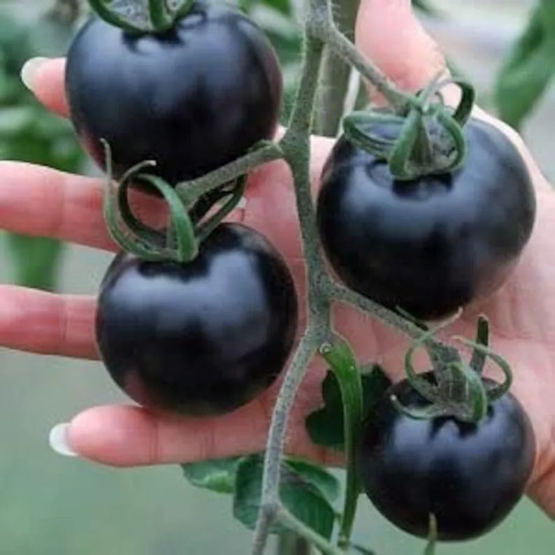 50/100 Organic Black Pearl Tomato Seeds, Heirloom, Non-GMO, Solanum Lycopersicum