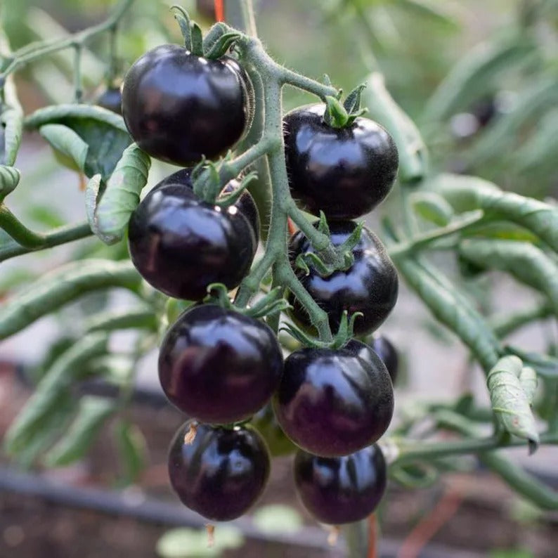 50/100 Organic Black Pearl Tomato Seeds, Heirloom, Non-GMO, Solanum Lycopersicum