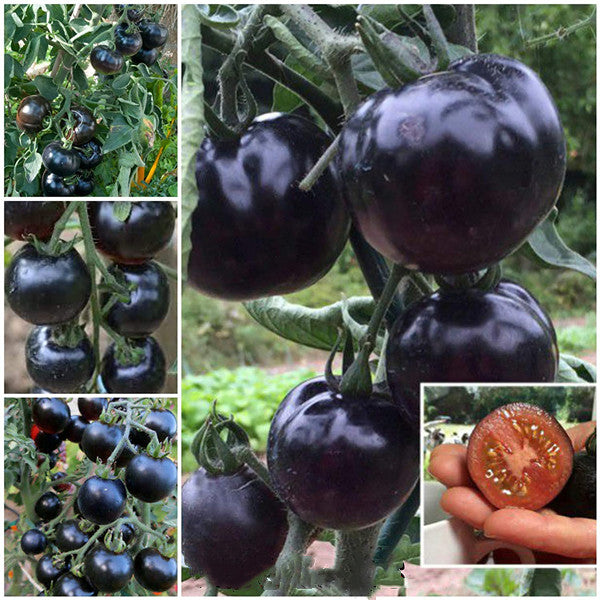 50/100 Organic Black Pearl Tomato Seeds, Heirloom, Non-GMO, Solanum Lycopersicum
