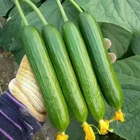 🥒 Семена от краставица F1 Superfruit – Клъстерни, високодобивни и бързорастящи 🌱🌞