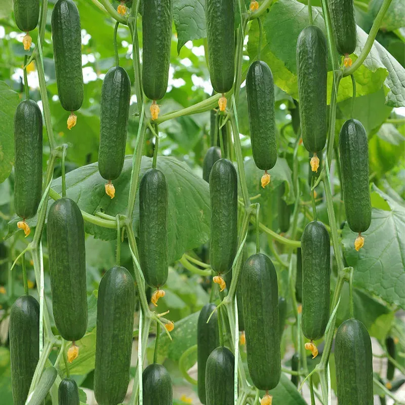 🥒 Семена от краставица F1 Superfruit – Клъстерни, високодобивни и бързорастящи 🌱🌞
