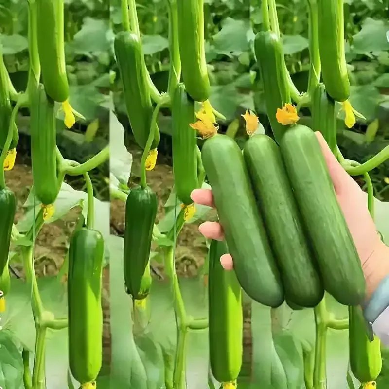 🥒 Семена от краставица F1 Superfruit – Клъстерни, високодобивни и бързорастящи 🌱🌞