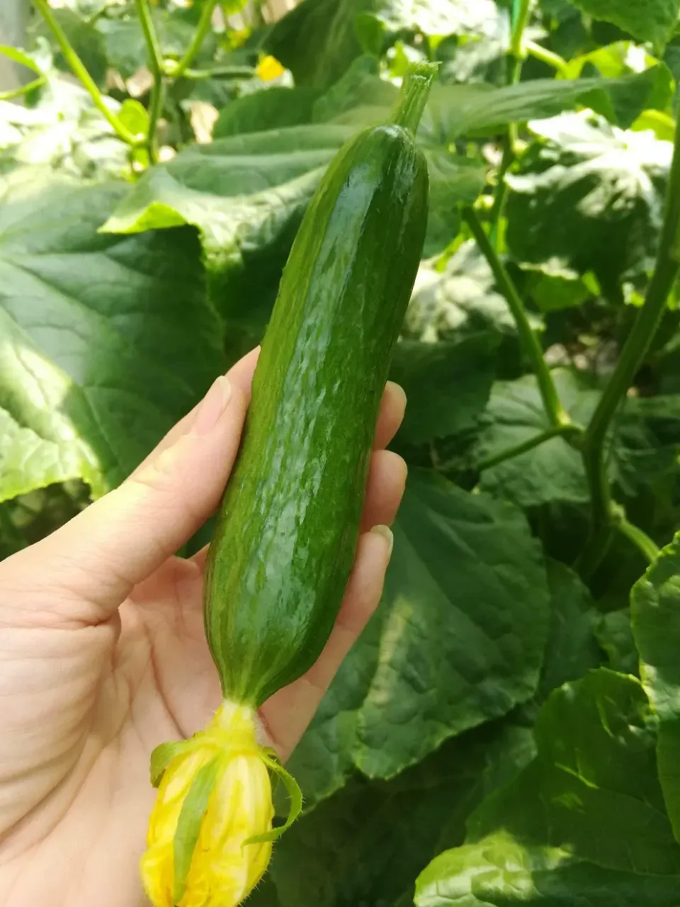 🥒 Семена от краставица F1 Superfruit – Клъстерни, високодобивни и бързорастящи 🌱🌞