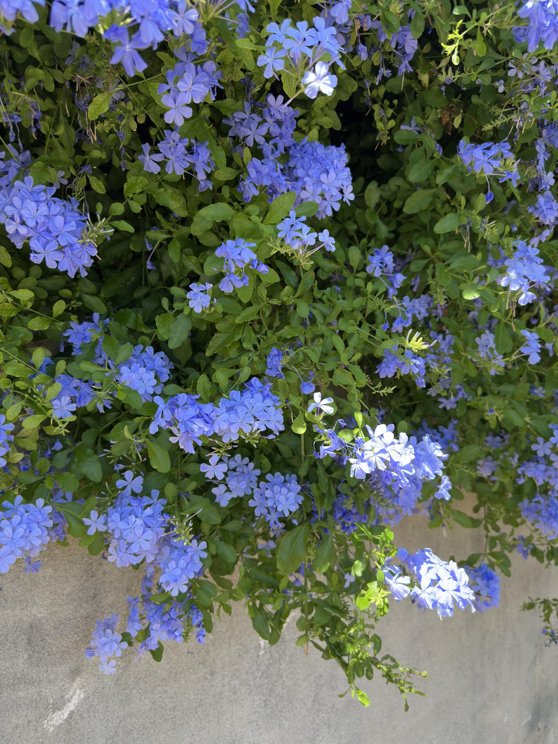 Синя сняг  - Флаговият цвят за твоята градина