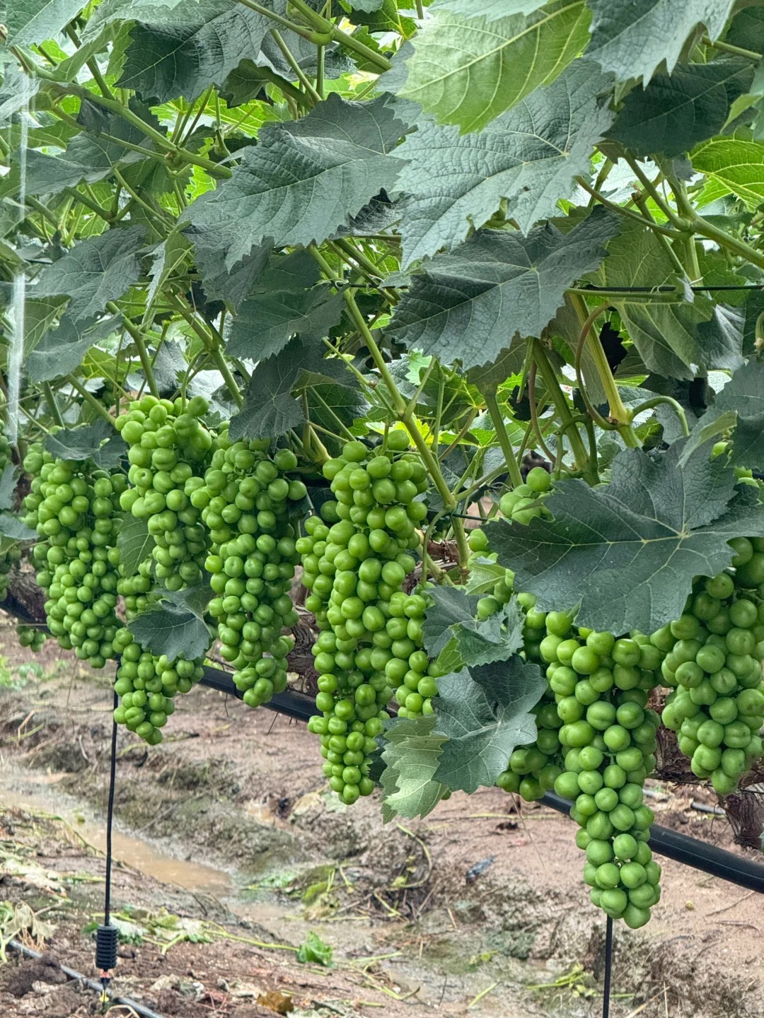 🍇 Семки от грозде Shine Muscat – изключително сладък и ароматен сорт 🌿