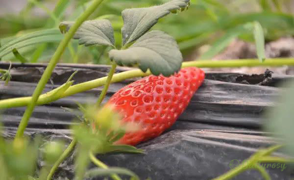 🔥 Super sladká jahoda „Chilli Shape“ 🍓 – snadné pěstování, bohatá a šťavnatá úroda