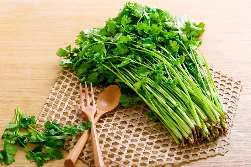 Semienka koriandra / Wansoy (koriander) – vysoká klíčivosť – Non-GMO F1 hybridné semená