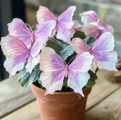 🦋 Рядка лунна пеперудена бегония 🌈 Розова