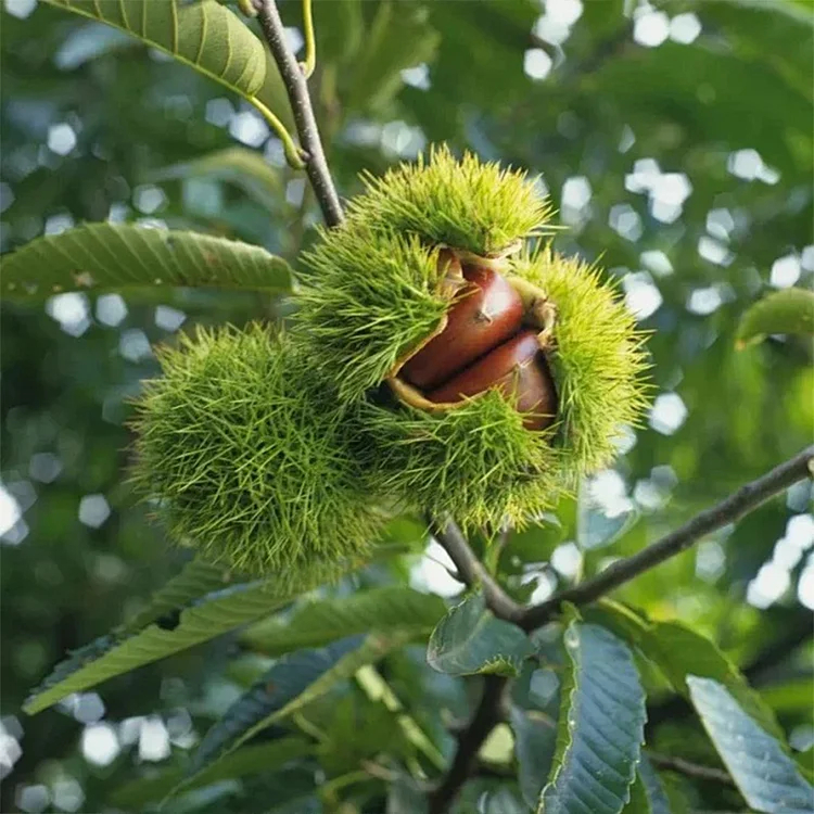 🌰 Семена от джудже кестен – сладки и ароматни ядки