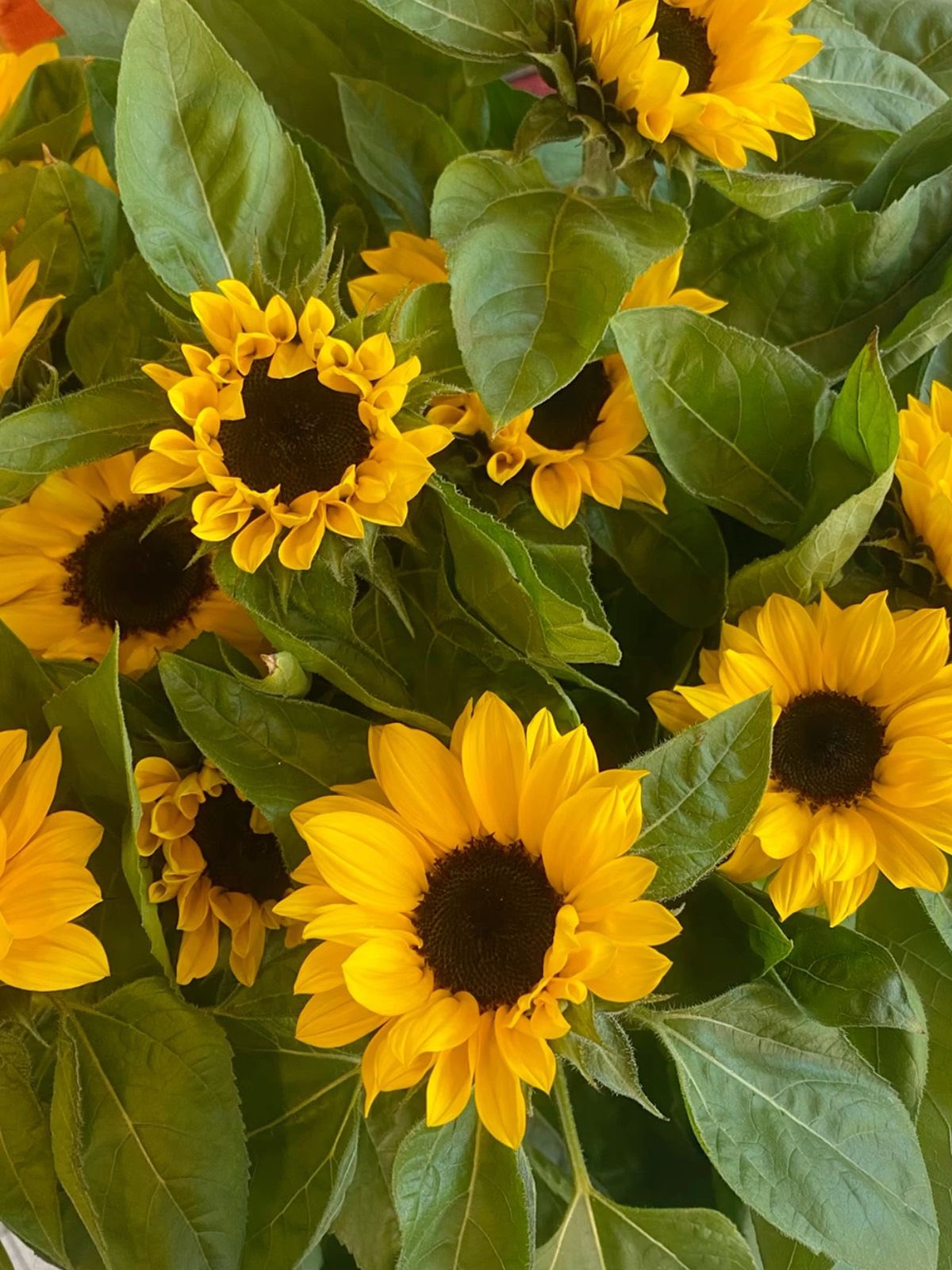 LQ-陈明丹4.21 Krásne slnečnicové semená✨🌻Ľahko sa pestuje