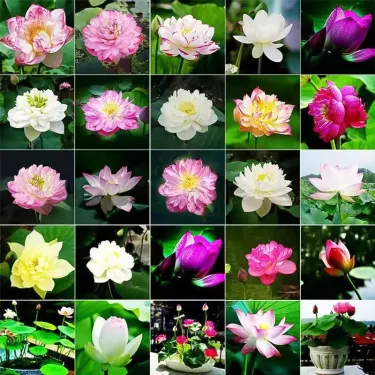 💐Свещената купа за бонсай - цвете на лотос