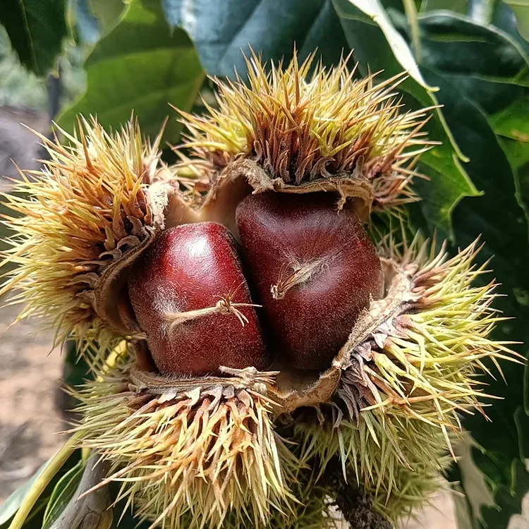 🌰 Семена от джудже кестен – сладки и ароматни ядки