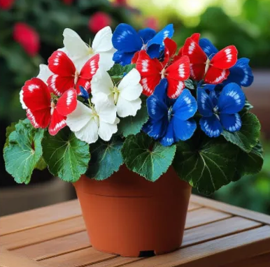 🦋 Рядка лунна пеперудена бегония 🌈 Розова