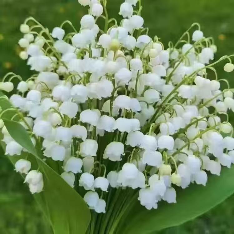 🔥 Семена от многоцветна момина сълза