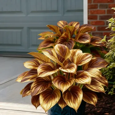 🌈🔥 Limitált kiadású Hosta Rainbow Flame – ritka, sokszínű levelek, exkluzívan üzletünkben 🌸