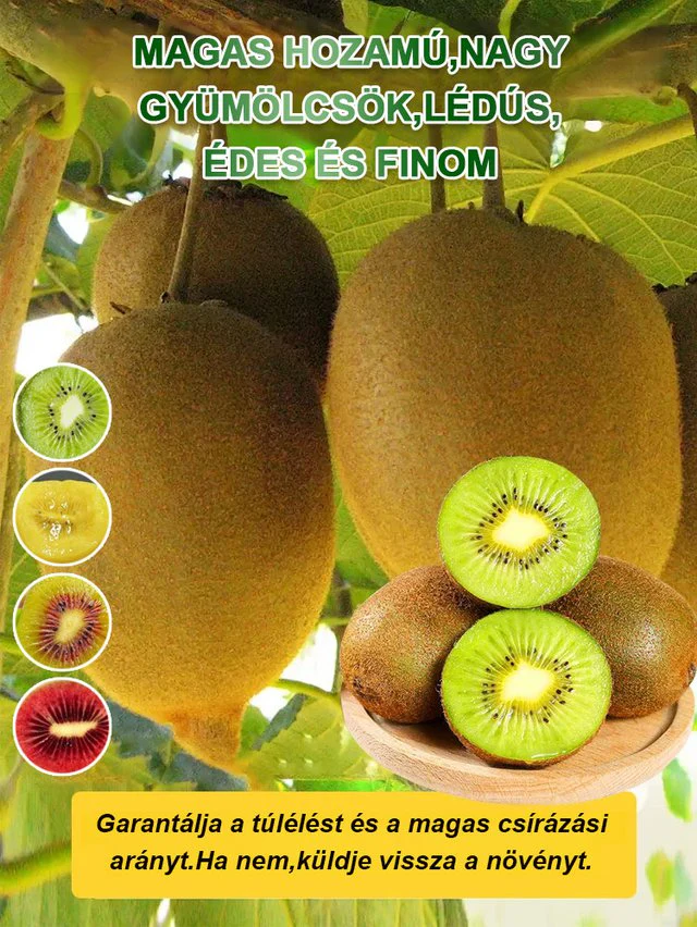 🥝Organikus új-zélandi kivi mag: erősíti a férfi erőt, segíti a nők fogyását, vitaminokkal táplálja az időseket és a gyerekeket