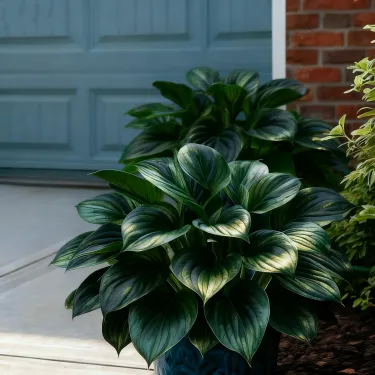 🌈🔥 Limitált kiadású Hosta Rainbow Flame – ritka, sokszínű levelek, exkluzívan üzletünkben 🌸