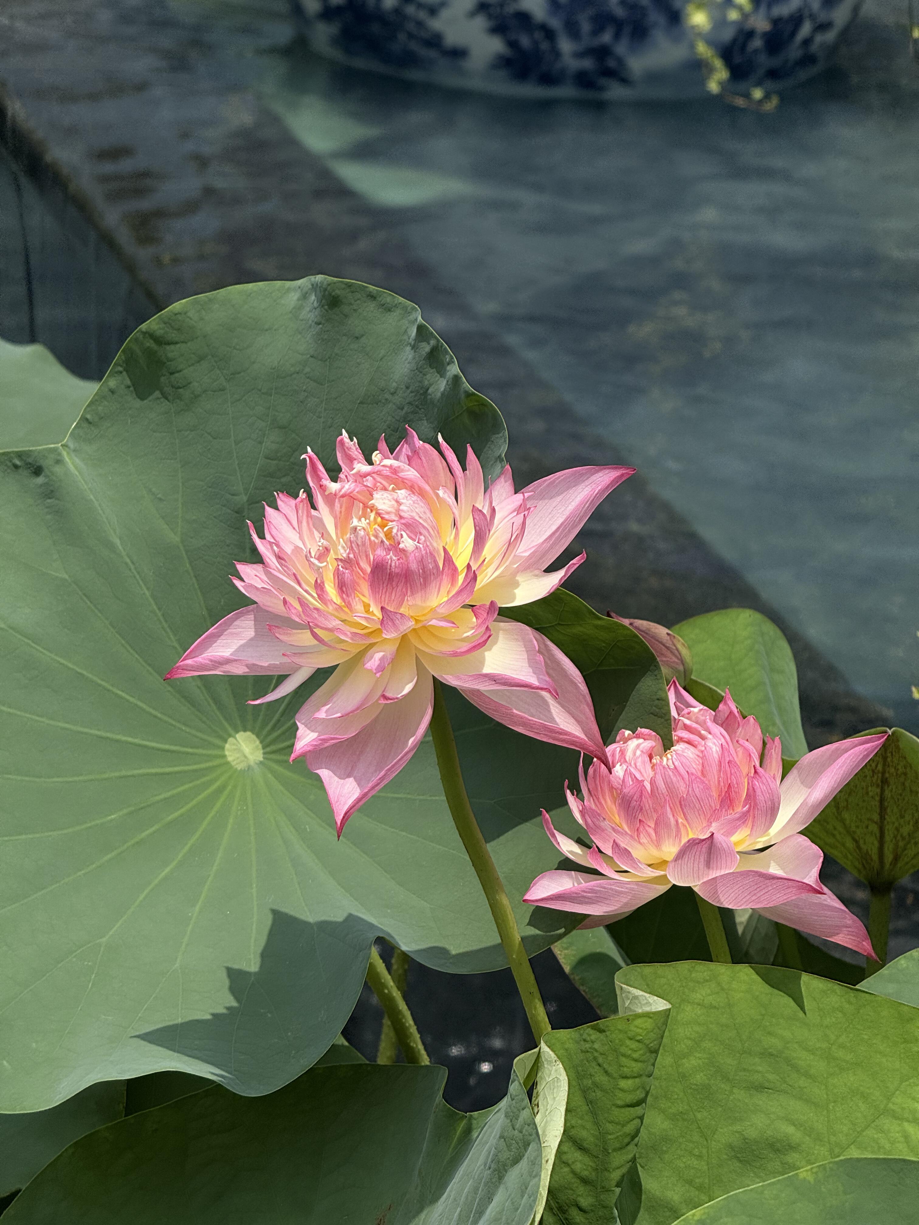 Desktop Lotus Garden