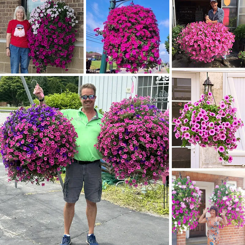✨UV Simulation Artificial Petunias