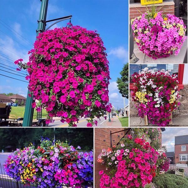 💐2026 Hot Sale✨UV Simulation Artificial Morning Glory Hanging