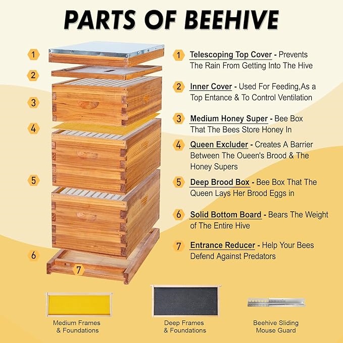 10 Frame Langstroth Bee HiveCoated with Beeswax Includes BeehiveFrames and Waxed Foundations (2 Deep Boxes & 1 Medium Box)