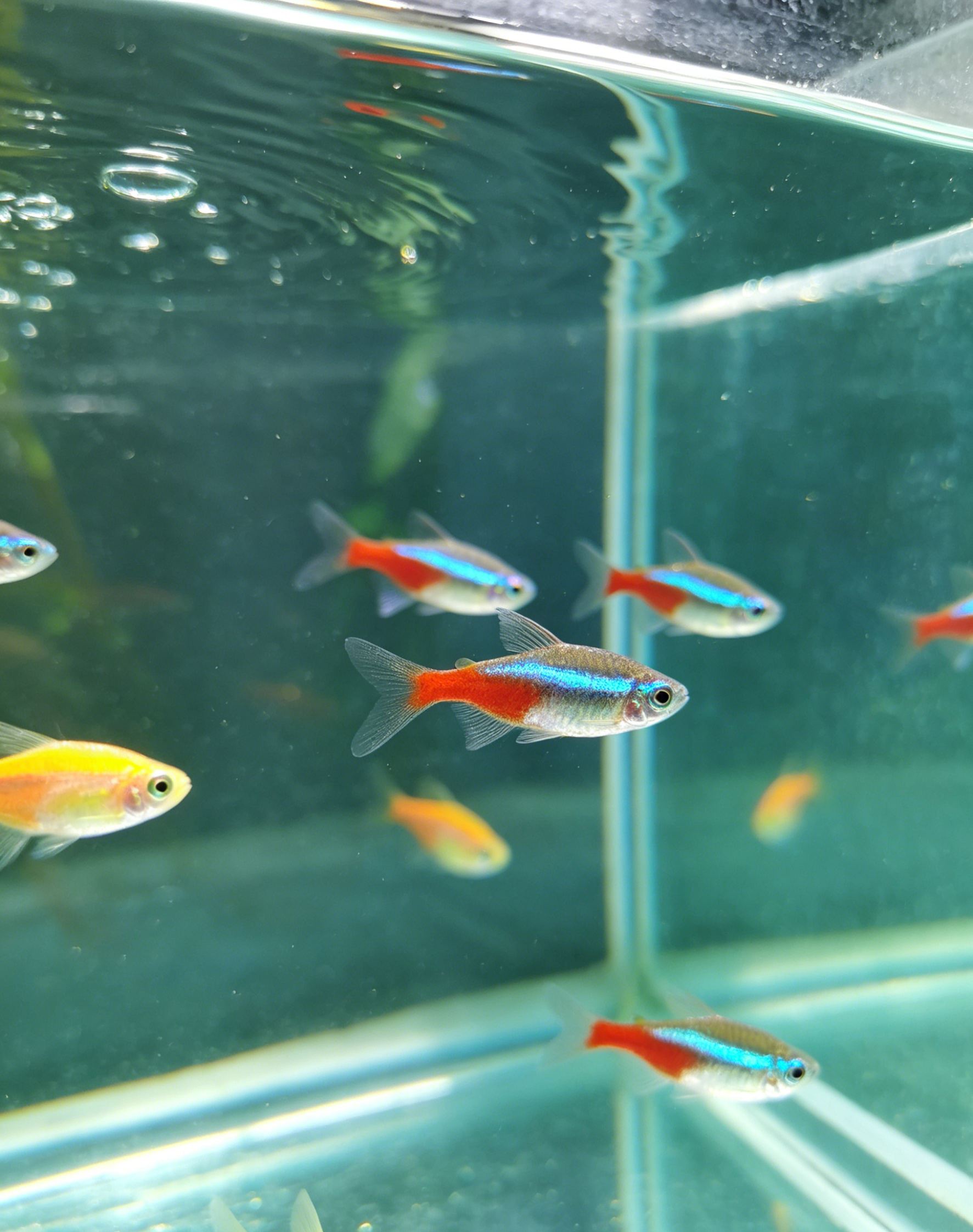 [Das Wundermittel für Faule gegen Fischsterben] Salztabletten für Zierfischaquarien
