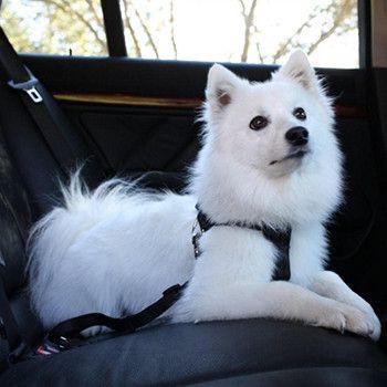 Pet Adjustable Safety Belt (6 Colors Available)