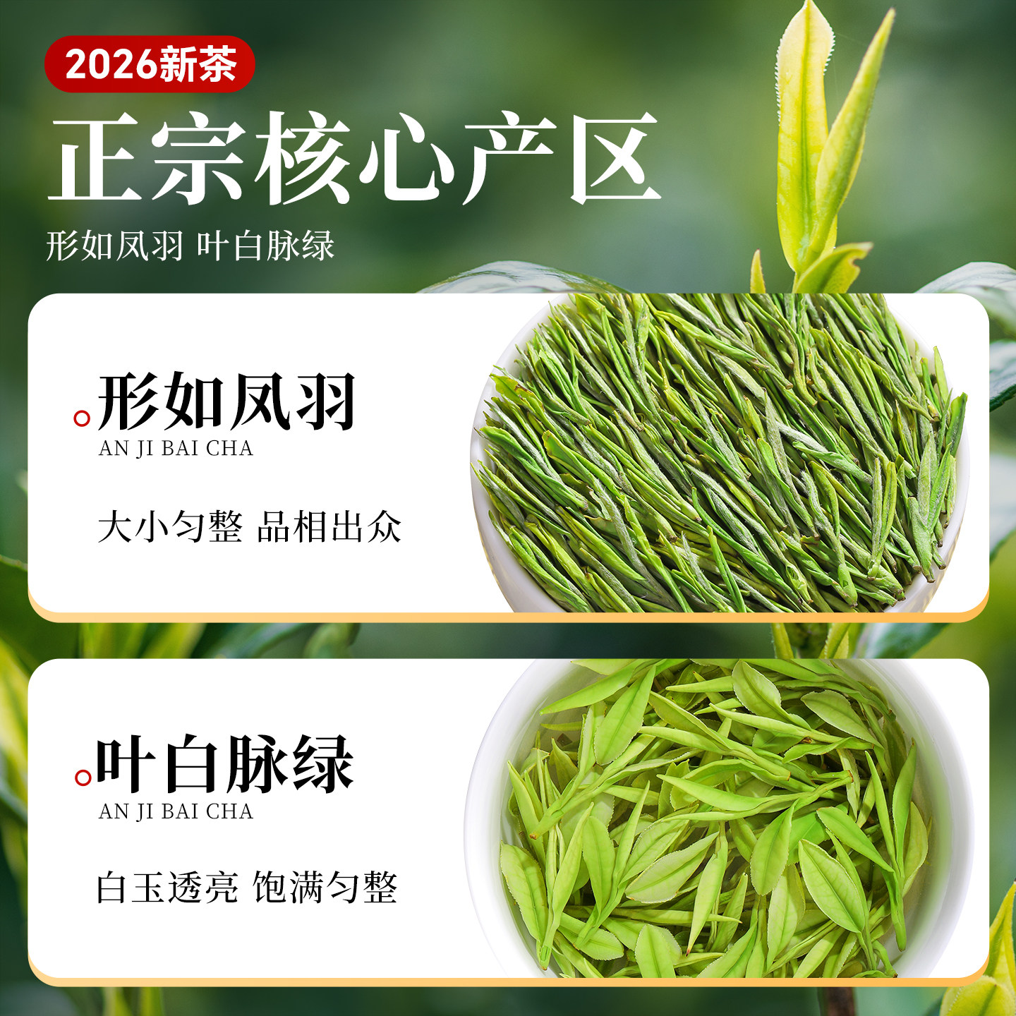 安吉白茶2026新茶特级明前绿茶礼盒装250g Anji White Tea 2026 New Tea Premium Pre-Qingming Green Tea Gift Box 250g（8.8oz）