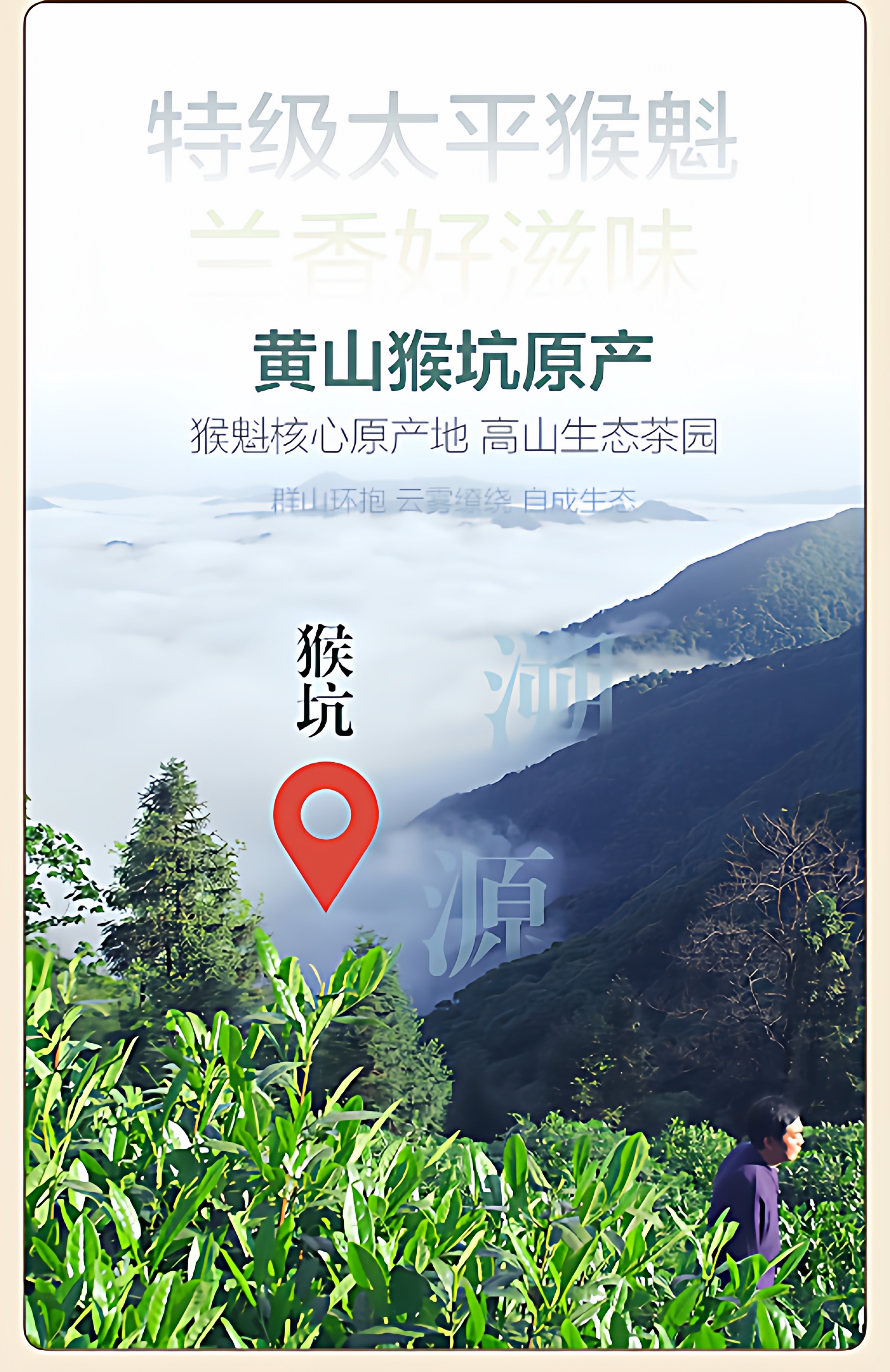 2026特级雨前太平猴魁高山绿茶手工制作罐装50g  2026 Premium Pre-Rain Taiping Houkui High Mountain Green Tea, Handmade, Packaged 50g（1.7oz）