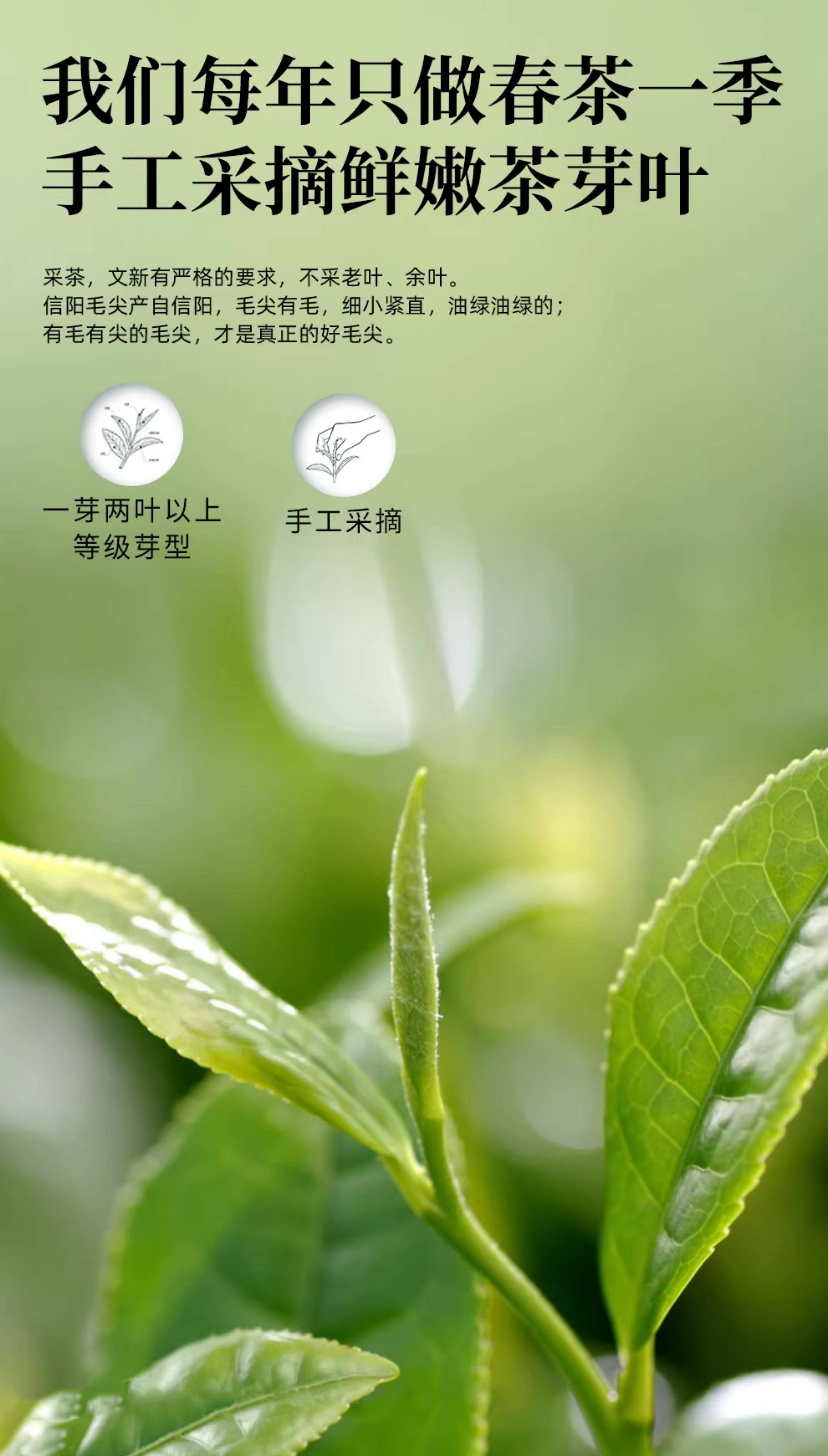 2026文新牌一级雨前信阳毛尖绿茶春意礼盒200g  2026 Wenxin Brand First Grade Pre-Rain Xinyang Maojian Green Tea Spring Gift Box 200g（7oz）