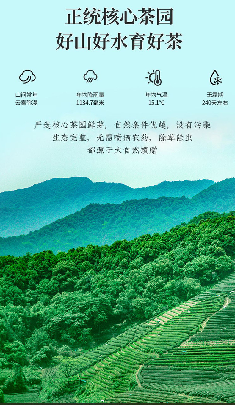 2026豫春尖牌雨前特级信阳毛尖绿茶礼盒装500g  2026 Yu Chunjian Premium Pre-Rain Xin Yang Mao Jian Green Tea Gift Box 500g（17.6oz）