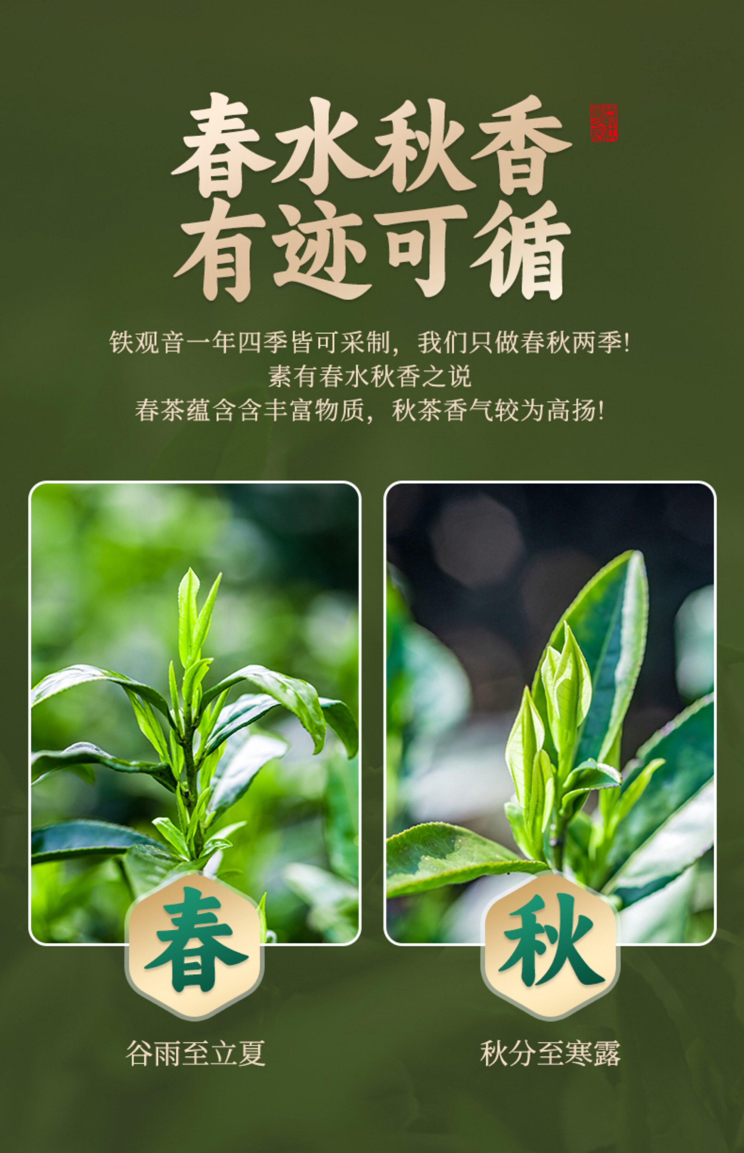 2026中闽弘泰牌特级浓香型安溪铁观音兰花香礼盒装250g  2026 Zhongmin Hongtai Brand Premium Strong Aroma Anxi Tieguanyin Orchid Fragrance Gift Box 250g（8.8oz）