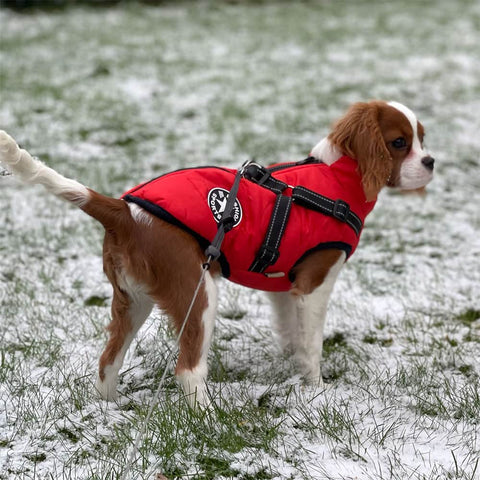 Small beagle dog in a red DogSki Sport™ - Waterproof Jacket Harness on a wintery vivid background.
