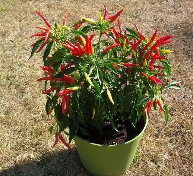 辣椒盆栽原来这么美，好看又能吃