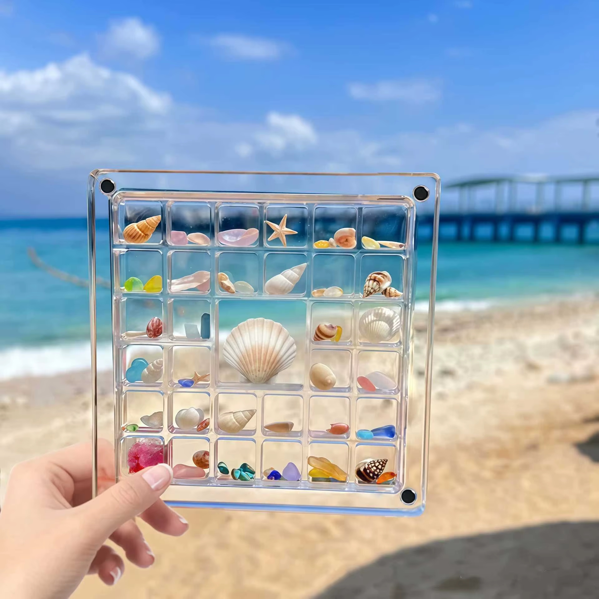Seashell Display Storage Box