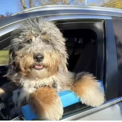 Pet Car Window Chin Rest